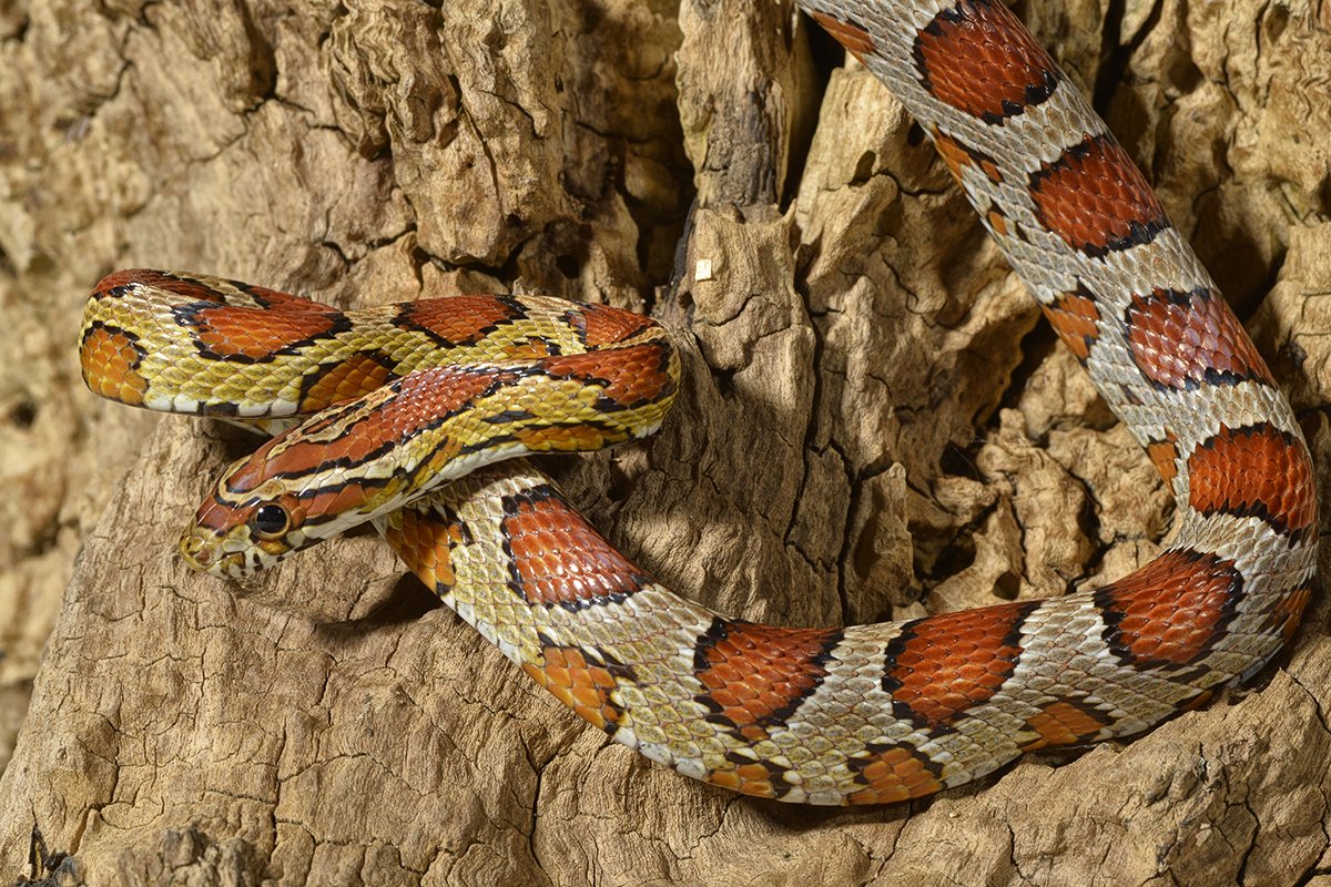 Corn snake cheap kit