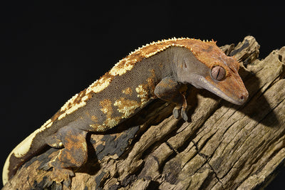 This arboreal gecko was once threatened by extinction but thanks to the hard work of breeders around the world, they are thriving in captivity but do require the right habitat with low temps and higher humidity.