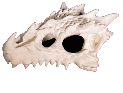 small dragon skull hide 2