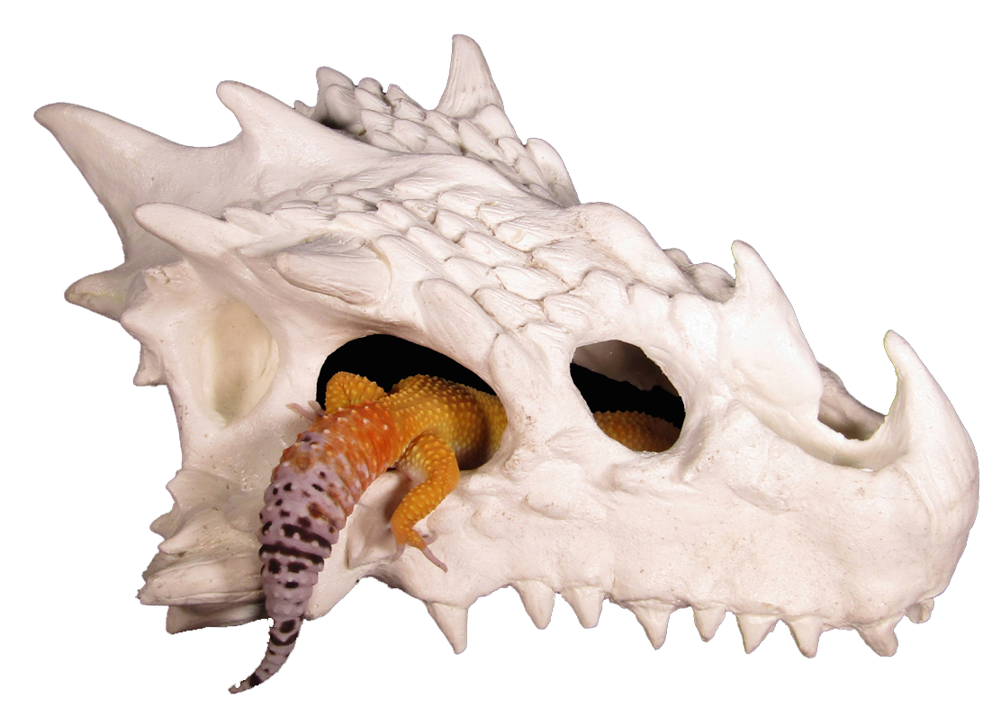 small dragon skull hide with leopard gecko