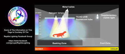 The Importance of Basking Lamps for Reptiles by Roman Muryn
