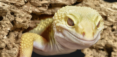 Our range of complete reptile kits are species specific and compiled for the most common pet reptiles including bearded dragons, ball pythons, leopard geckos, veiled chameleons, colubrid snakes and many more.