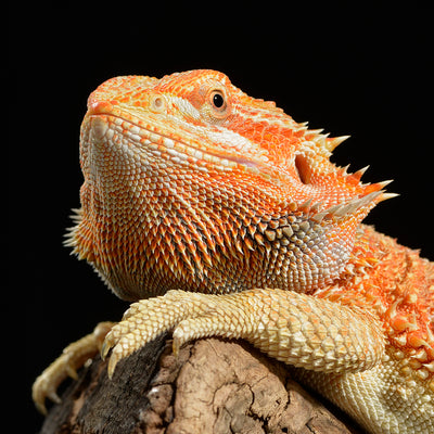 Recommended Products for Bearded Dragons
