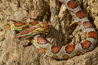 Recommended Products for Corn Snakes