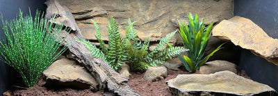 Reptile Backgrounds and Decor