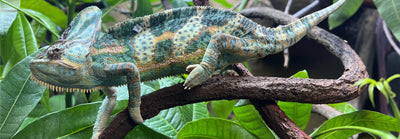 Recommended Products for Chameleons