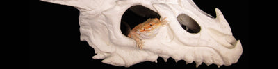 Reptile hides or hideaways are essential for most reptiles basic needs as they keep your pet reptiles from stressing out and will help them to feel safe.