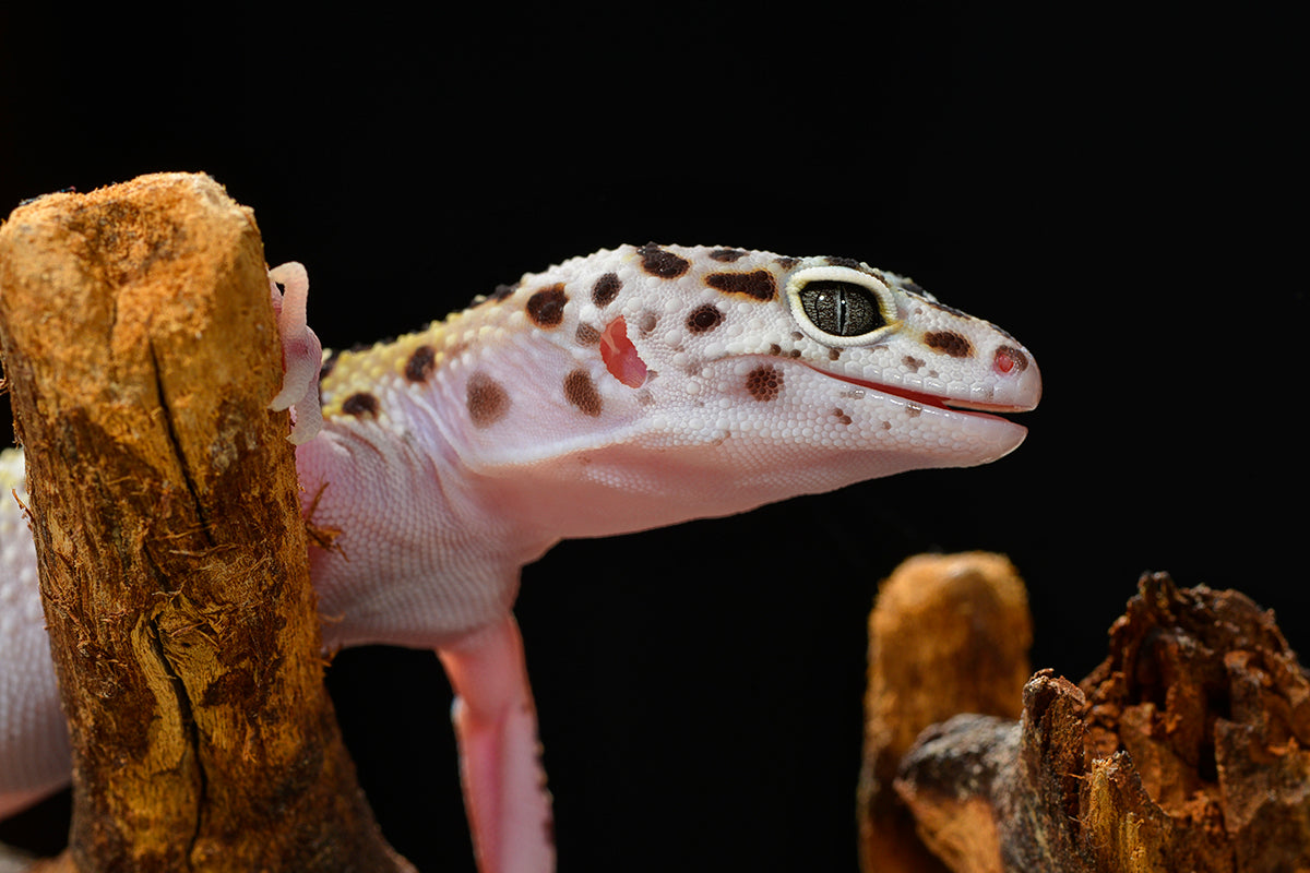 Recommended Products for Leopard Geckos