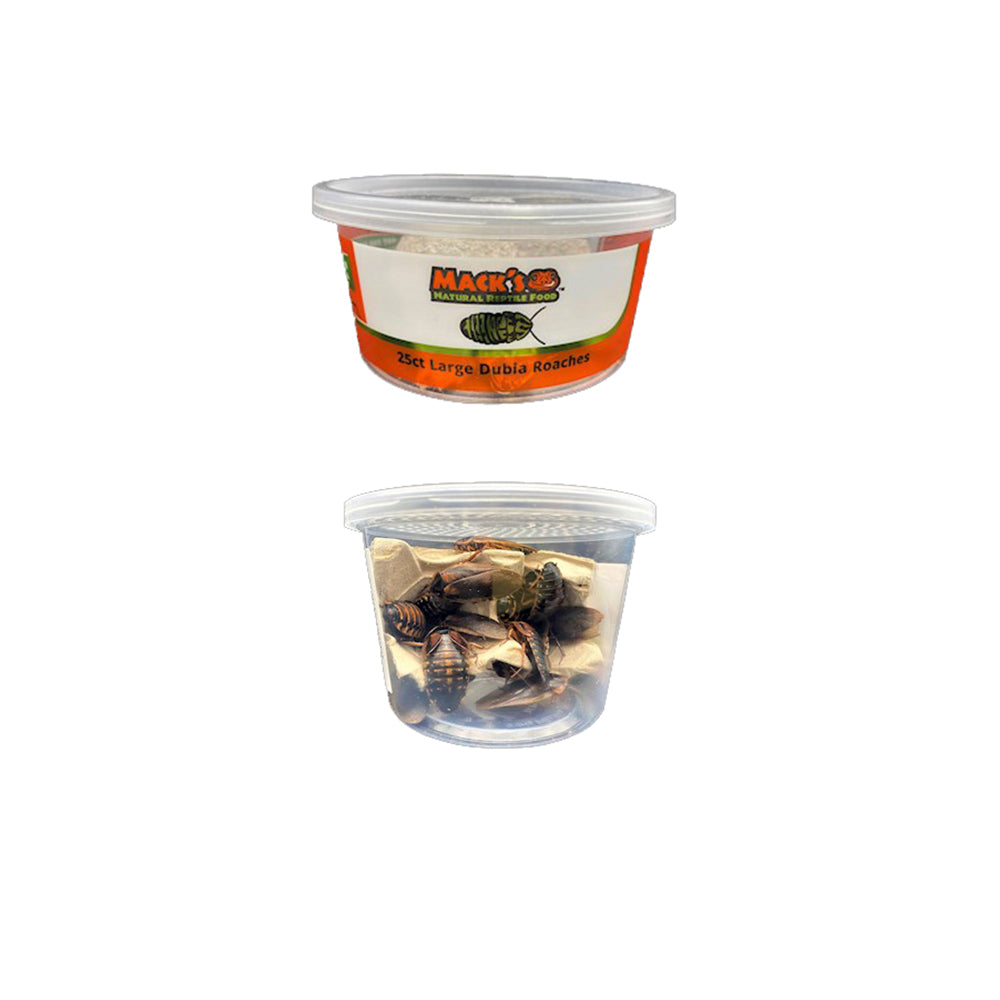 Mack's Natural Reptile Food offers live large Dubia roaches in lots of 25 and 250