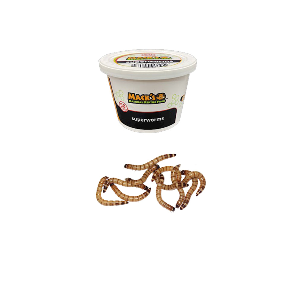 Mack's Natural Reptile Food offers live Superworms in 50 lots