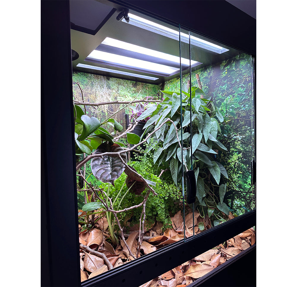 Chameleon Academy Arboreal XL Enclosure - Inside Planted