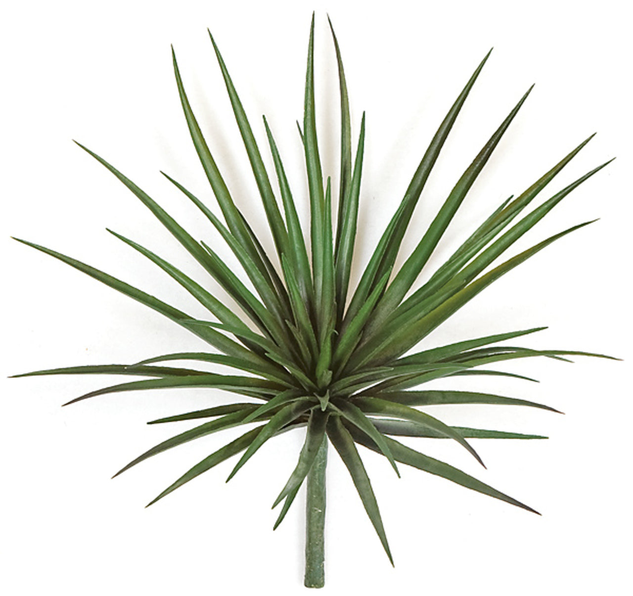 Spiky Succulent Plant - Tutone Green - 12 Inch