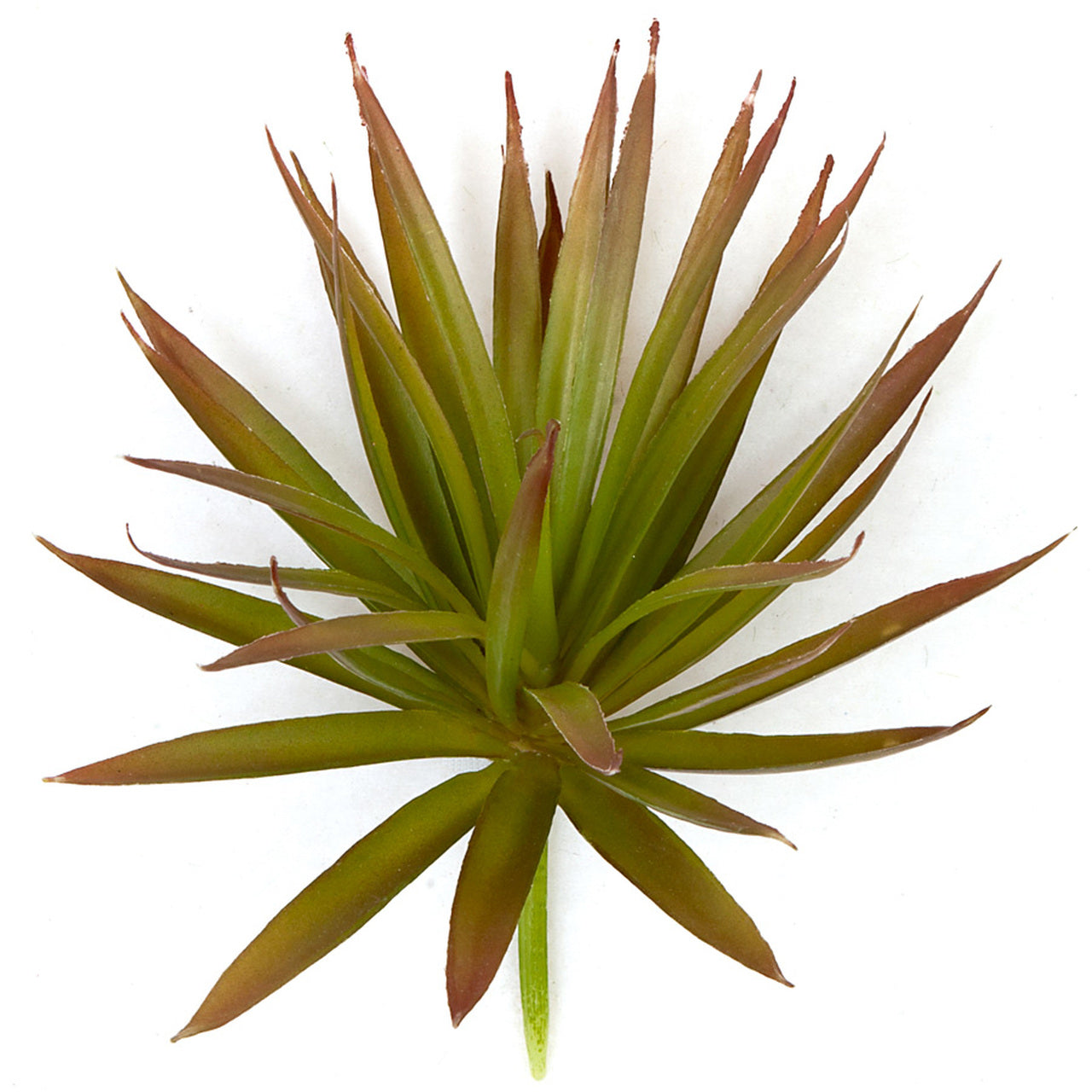Desert Yucca Pick - Brown/Green - 6 Inch
