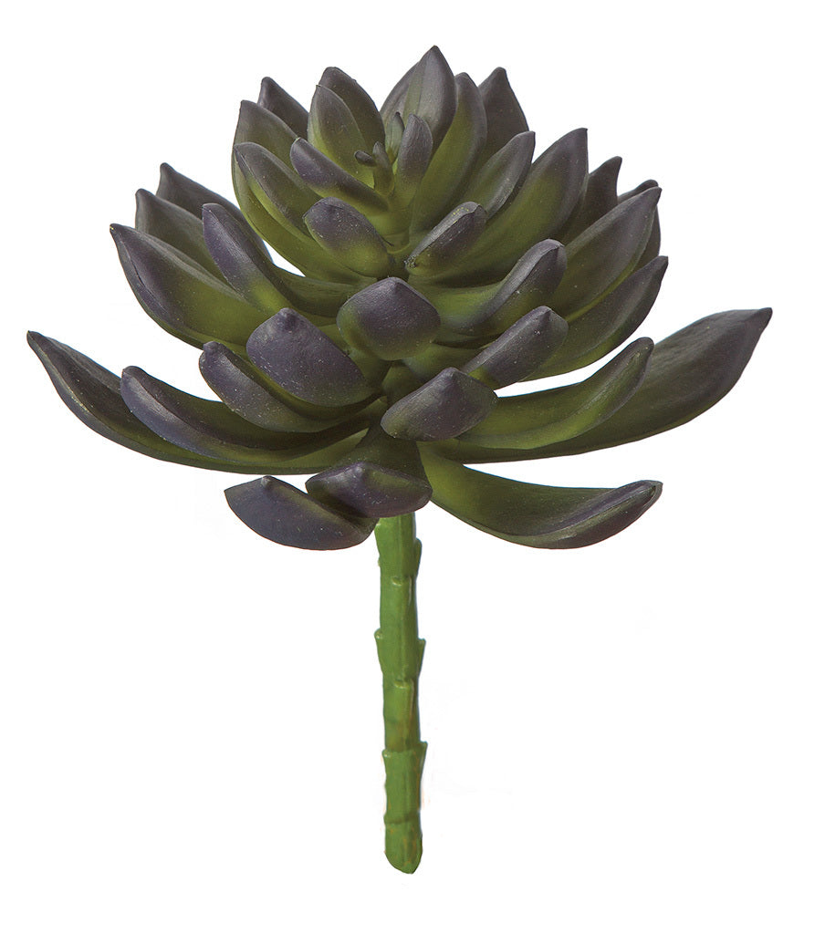 Pachyphytum Succulent - Purple/Green - 7 Inch