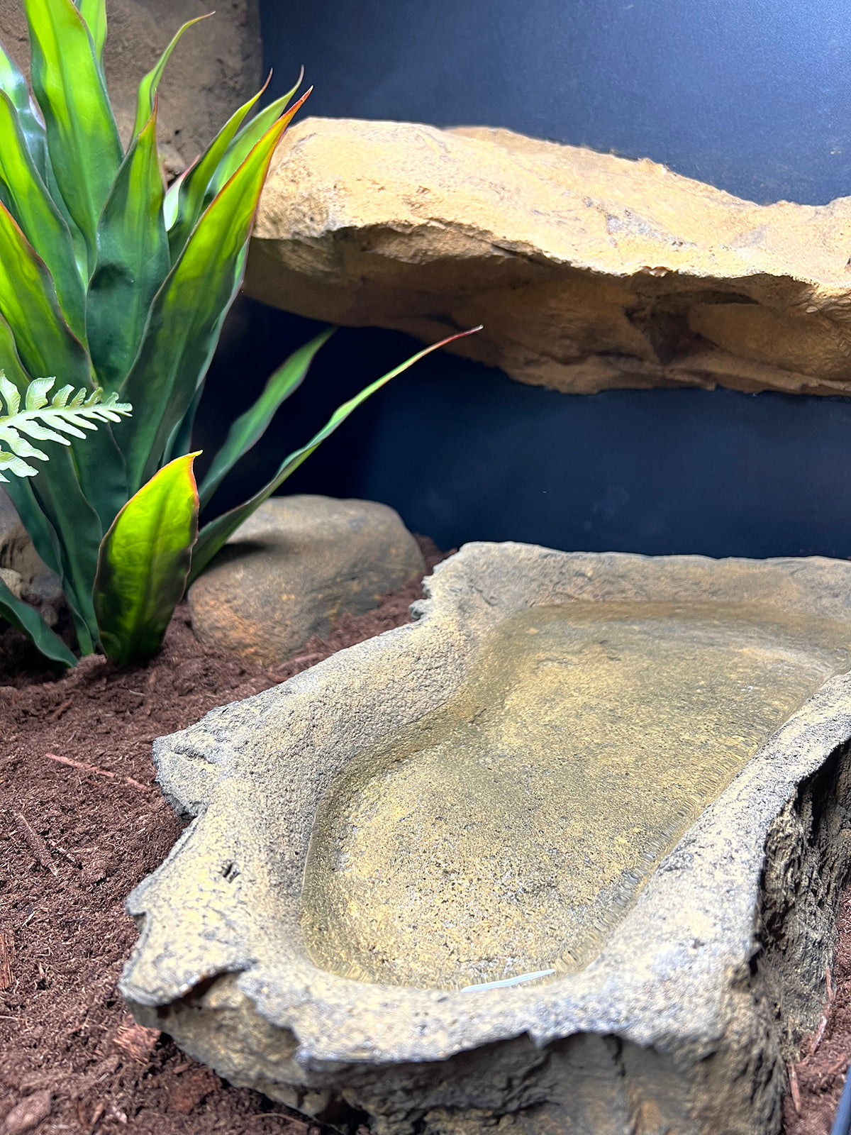 Extra large water bowl will allow for an adult ball python to soak in it. 