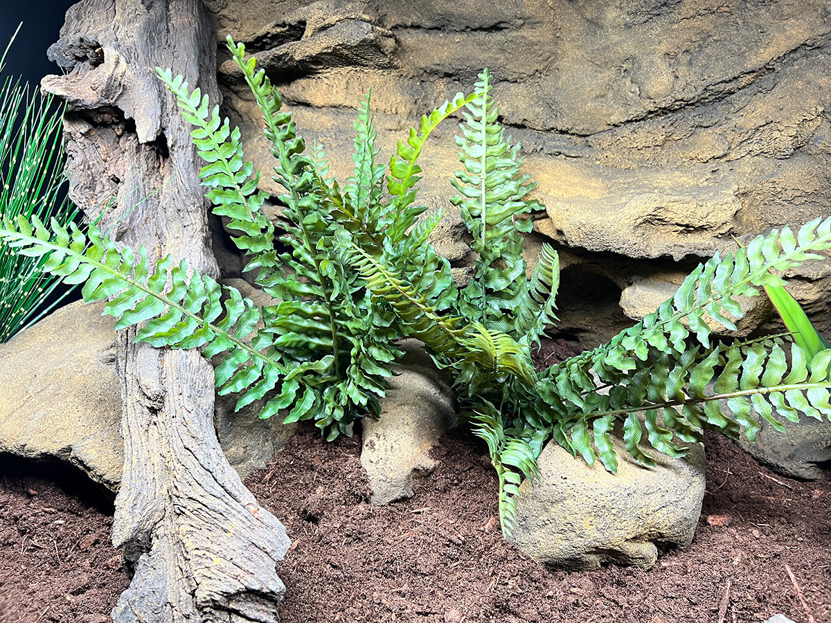 The beautiful ferns and rocks against the background will make your ball python feel safer. 