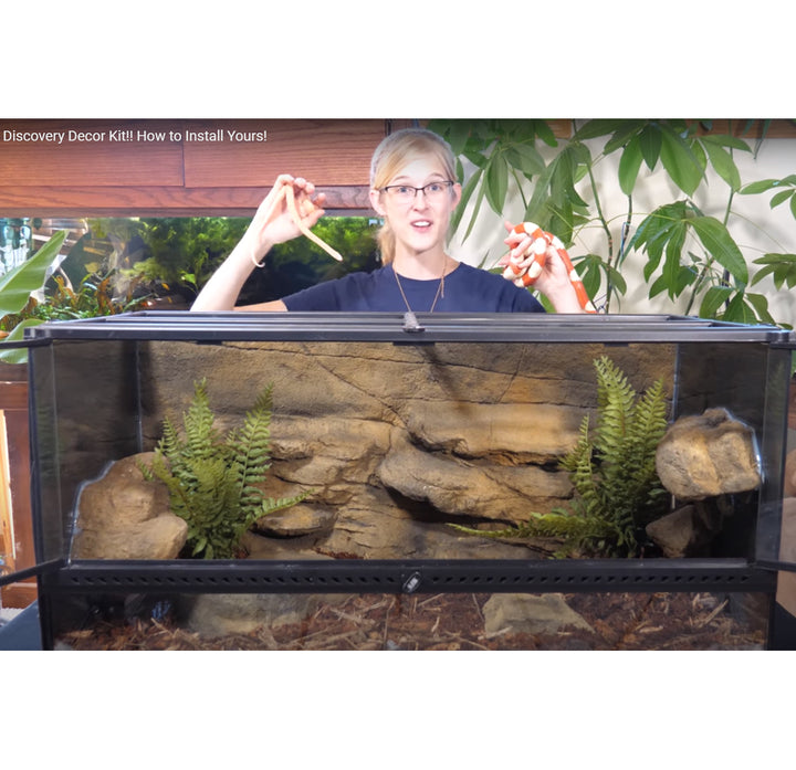 Ultimate Guide to Reptile Tank Decorations: Create a Stunning Habitat