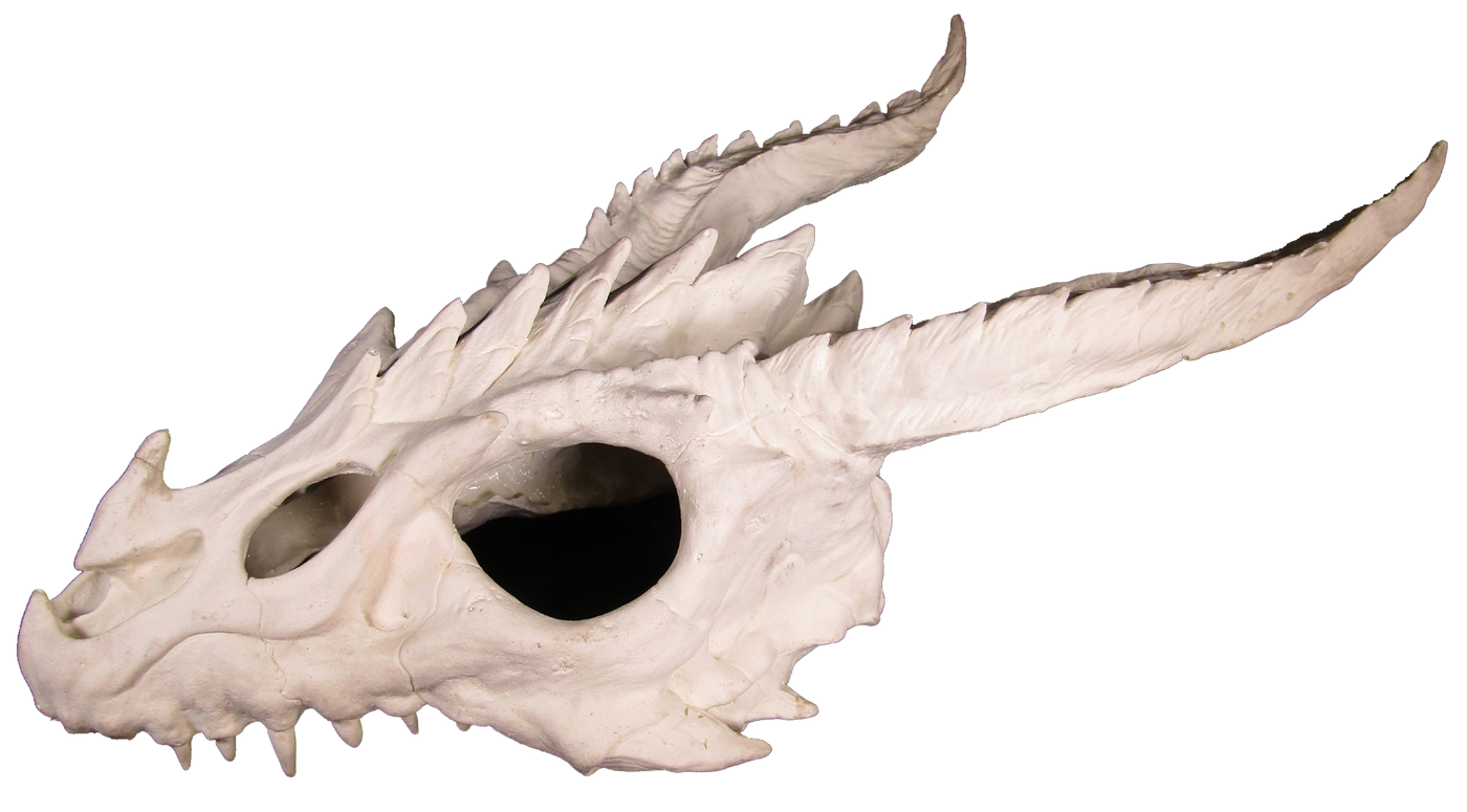 dragon skull large hide side 2