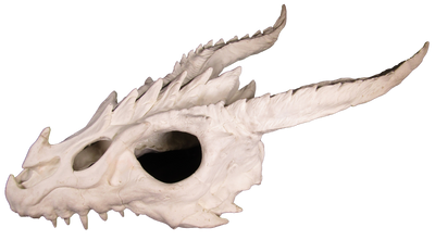 dragon skull large hide side 2