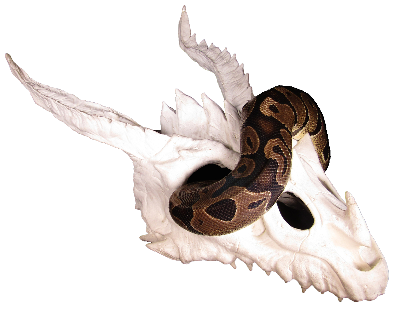 dragon skull large hide with ball python 2