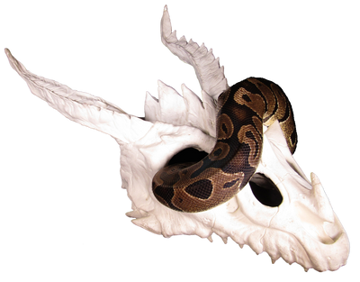 dragon skull large hide with ball python 2