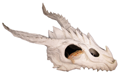 dragon skull large hide with bearded dragon inside