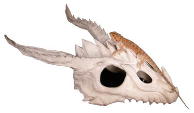 dragon skull large hide with bearded dragon 1