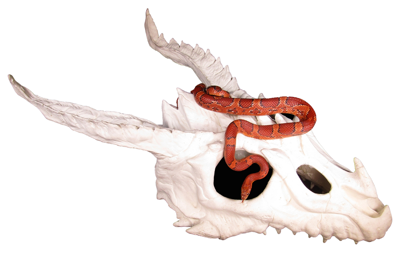 dragon skull large hide with corn snake