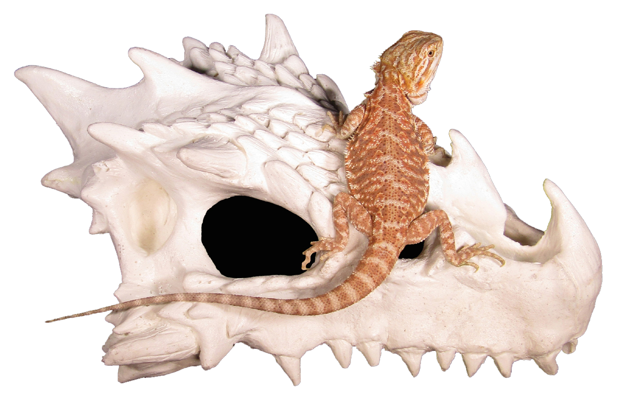 small dragon skull hide with bearded dragon