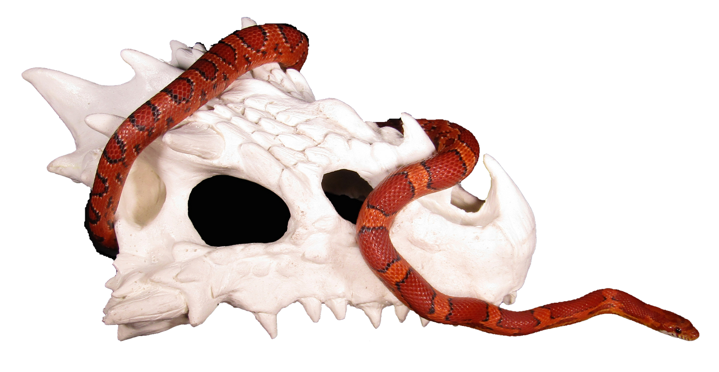 small dragon skull hide with corn snake