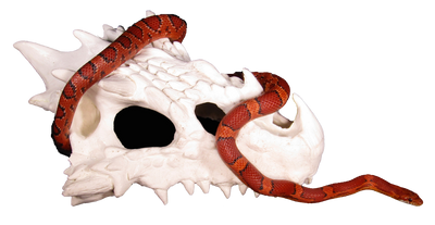 small dragon skull hide with corn snake