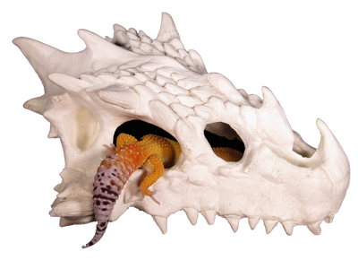 small dragon skull hide with leopard gecko