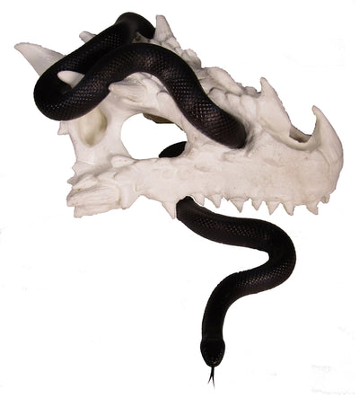 small dragon skull hide with Mexican black kingsnake