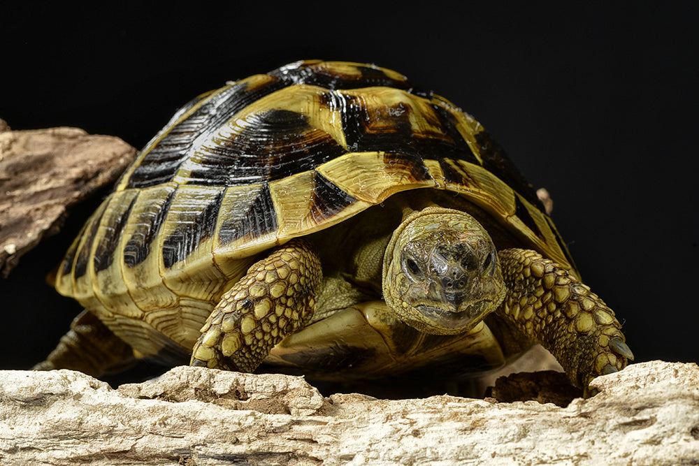 These intelligent reptiles have curious, interesting personalities and make great pets but require lots of room for them to roam and explore. Our kits are tortoise friendly with lots of places for them to walk around and also hide in. 
