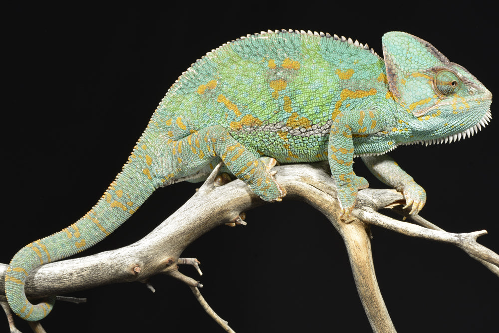 As a very hardy species, veiled chameleons do very well as pets but require ventilation and humidity making their habitat design crucial.